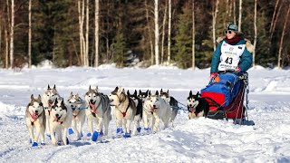 2022 Iditarod Dog Sled Race  Willow Alaska [upl. by Thornburg]