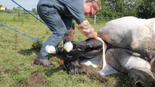 Haras de Cordemais  Naissance dun poulain percheron [upl. by Tymothy455]