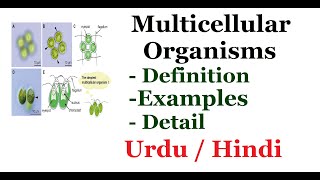 Explain Multicellular Organisms Definition and Examples Urdu  Hindi [upl. by Chatav]