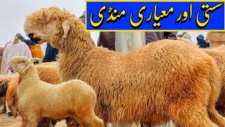 Affordable Standard Mundira Mandi  03314765253  Dera Ghazi Khan ki mandi [upl. by Pegma982]