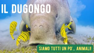 Il Dugongo  Siamo tutti un po animali  I mammiferi raccontati ai bambini [upl. by Trebor]