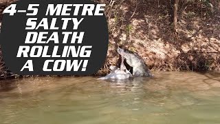 SALTWATER CROCODILE EATING A COW AT BUTTONS CROSSING CAMP  KUNUNURRA  WESTERN AUSTRALIA [upl. by Grier84]