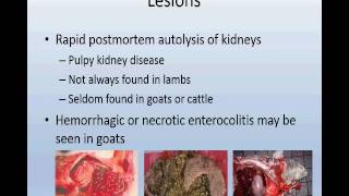 Enterotoxemia Clostridium perfringens in sheepgoatcalves [upl. by Klatt]