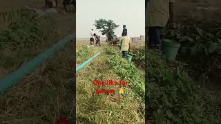 kheti badi sigma ytshorts trending viral khetbadi farmer life [upl. by Alric995]