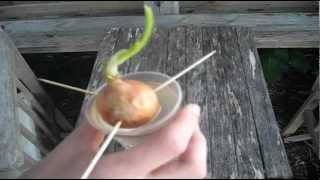 Growing Onions  Experiment [upl. by Barina]