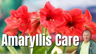 Your Complete Guide to Amaryllis Care [upl. by Tollman]