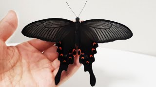 긴꼬리제비나비와 친구가 되는 과정 The Process Of Making Friends With a Giant Butterfly Longtail Swallowtail [upl. by Enaasiali]