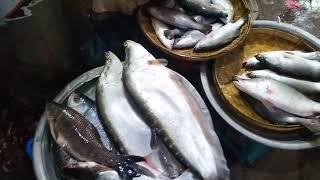 Original Chital fish 1 kilo 550 tk only fishing fish fishingvideo [upl. by Elleirda]