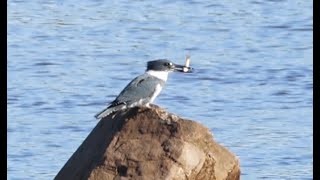 Belted Kingfisher With Live Fish In Beak  Dives For Another  Leaves  Slow Motion [upl. by Une331]