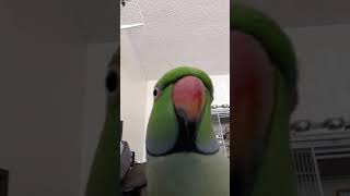 Indian Ringneck Parrot talking [upl. by Delia]