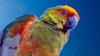 CANTO DA JANDAIA Jandaia Cantando JANDAIA DE TESTA VERMELHA 🔵🦜🎶 [upl. by Namwen]