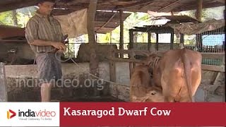 Kasaragod Dwarf Cow  India Video [upl. by Tiebout]