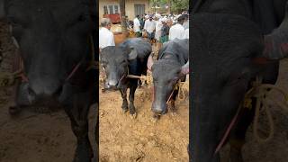 Manjeri cholakkal cattle market buffalo cow beefcattle bull beefs cow [upl. by Edithe]