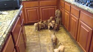 Goldendoodle Puppies Work for their food [upl. by Arrik292]