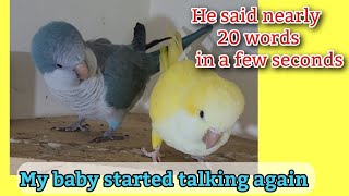 My Quaker Parrot Starts Talking Again  Quaker Parrot Sounds  Monk Parakeet [upl. by Kylila]