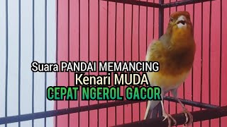 Kenari Gacor Cuit cuit Ngerol Tajam TERAPI AMPUH Kenari MACET Pancingan Kenari Paud Belajar Bunyi [upl. by Malti]