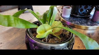 Staghorn Fern I Care [upl. by Llehsal528]