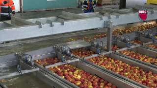 Burg Machinery  Wet presorting apples amp pears [upl. by Ianahs]