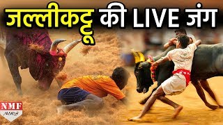 Tamil Nadu में दिखा Jallikattu की धूम बेकाबू सांड की दिखी Live जंग [upl. by Cott18]