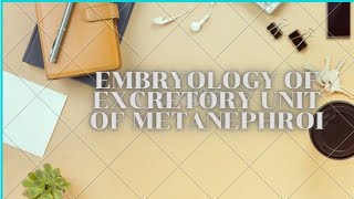 Embryology of excretory units  metanephros  Development of urogenital system [upl. by Oiragelo267]