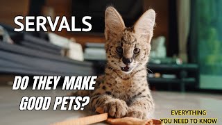 Serval Cats Do They make good pets 2022 [upl. by Dwane914]