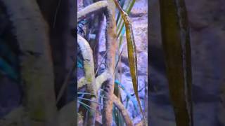 擬海龍 Alligator pipefish animals [upl. by Savil30]