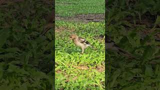 Blackcollared starling Birds beautifulbird birds birdsoun bird nature birdsounds myna [upl. by Dev636]