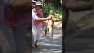 Sloth Crossing the Road [upl. by Mayram]