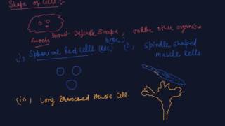 Cell Number  Cell Shape amp Cell Size  Class 8 Biology Cell  Structure and Functions [upl. by Rehpinej]