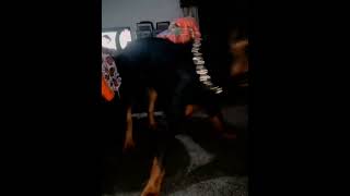 rottei big dog rottweiler 2024 pitbull doglover rottweil petsoftiktok funny bbigdog shorts [upl. by Aikemit]