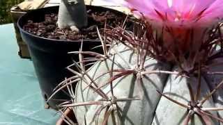 echinocactus horizonthalonius cactus devils head [upl. by Naud]