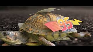 2024 Turtle Races Promo [upl. by Englebert]