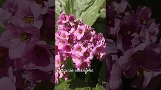 Funny bergenia crassifolia or pig squeak shorts herbarium [upl. by Napra]