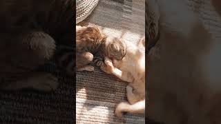 Grey cat playing with pinky nose cat cats cutecats shortsfeed catlover shortvideo shorts cat [upl. by Azaleah804]