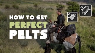 How to get Perfect Pelts Every Time  Hunting Guide  Red Dead Redemption 2 [upl. by Yuille]