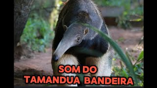 Som do Tamanduá Bandeira [upl. by Bathsheeb696]