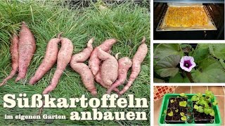 Süßkartoffeln anbauen Gartentipp Februar 0213 [upl. by Harak]