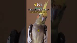 Vídeo motivacional e Mensagem de reflexão shorts calopsita calopsitas videomotivacional pets [upl. by Gentilis]