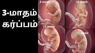 3 Month of Pregnancy in Tamil  3rd month baby development in tamil  Month 3  3 months pregnant [upl. by Xylia90]