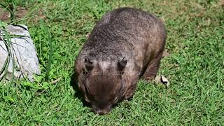 Discovering the World of Wombats Australias Remarkable Marsupials [upl. by Faun]