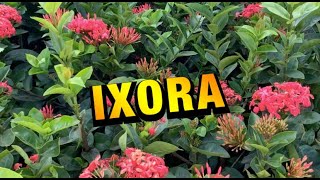 COMO CUIDAR da IXORA  VAI ficar LINDA no seu JARDIM [upl. by Corrie]