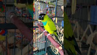 nanday conure screaming conure parrot macaw [upl. by Assitruc]