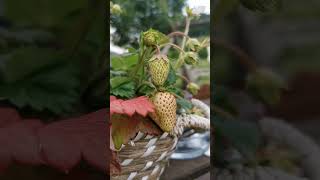 🍓Exploring the Life Cycle of Strawberries plant in farms strawberry gardening youtubeshorts yt [upl. by Hallock]