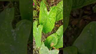 Caladium plant care tips ytshorts garden nature [upl. by Armil]