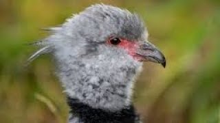 Southern Screamer Creasted Screamer Facts about Southern Screamers Beautiful Birds Nature [upl. by Gabbi]