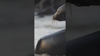 Meet the Mighty Steller Sea Lionanimals wildanimals animalsfacts wildlife facts Lion [upl. by Stephenson]