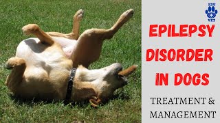 Seizures or Epilepsy in DogsCauses Symptoms amp Management [upl. by Hedda812]