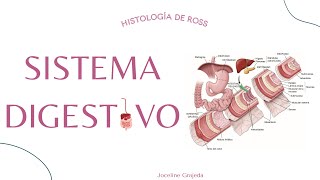 Sistema digestivo II  Parte 1  Histología de Ross [upl. by Ordisi]