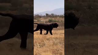 Neapolitan Mastiff Movement [upl. by Trilby255]