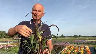 Pennisetum glaucum Purple Baron [upl. by Kiele]